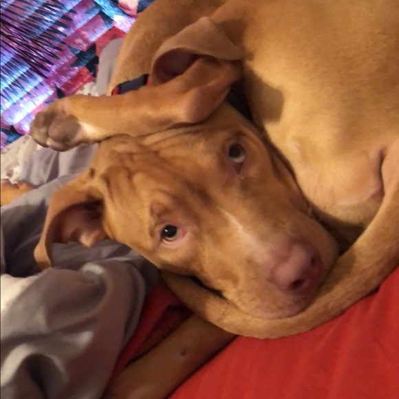 Meet your Posher, Anne - Picture 1 of 1